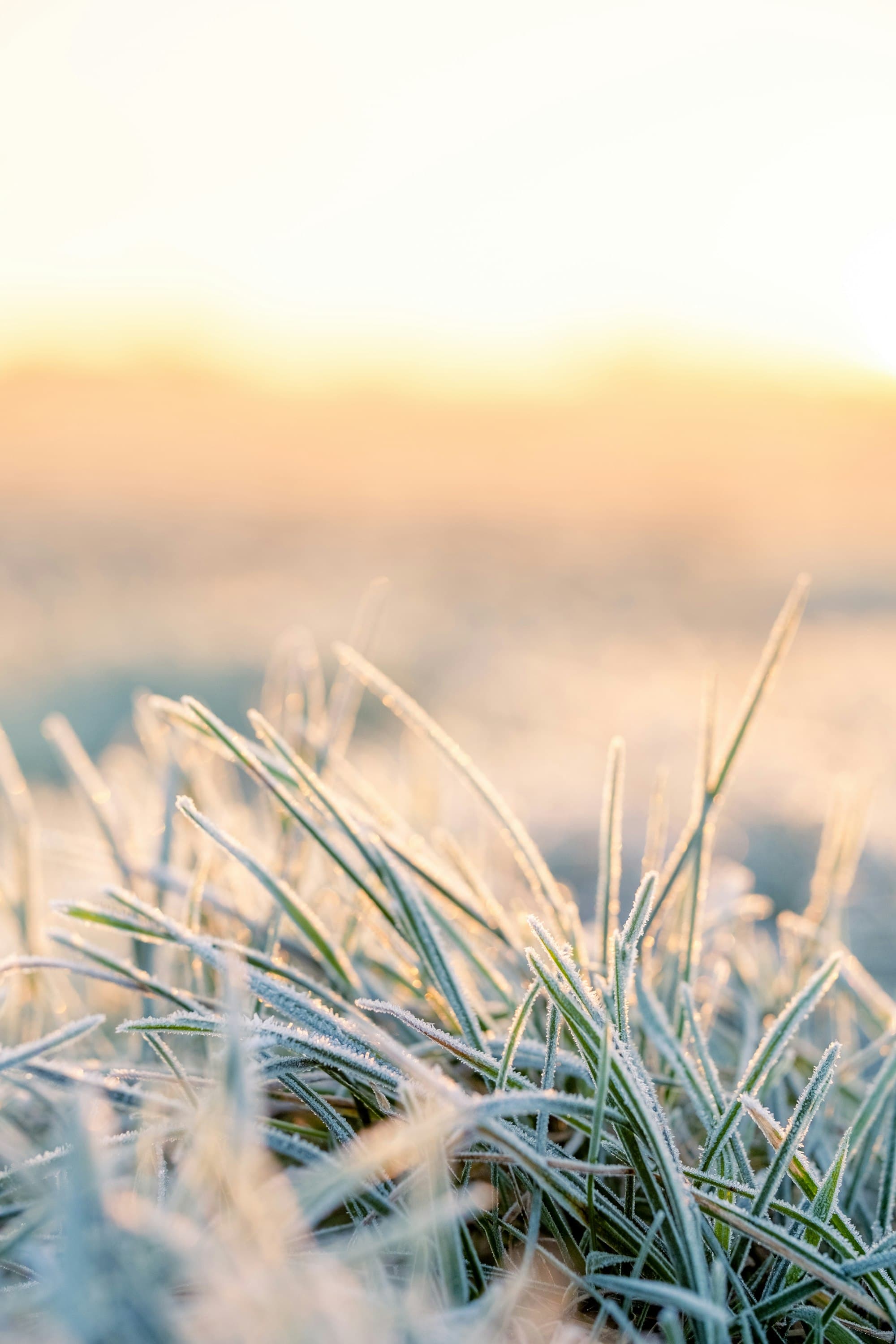 Frost on grass in the morning sun