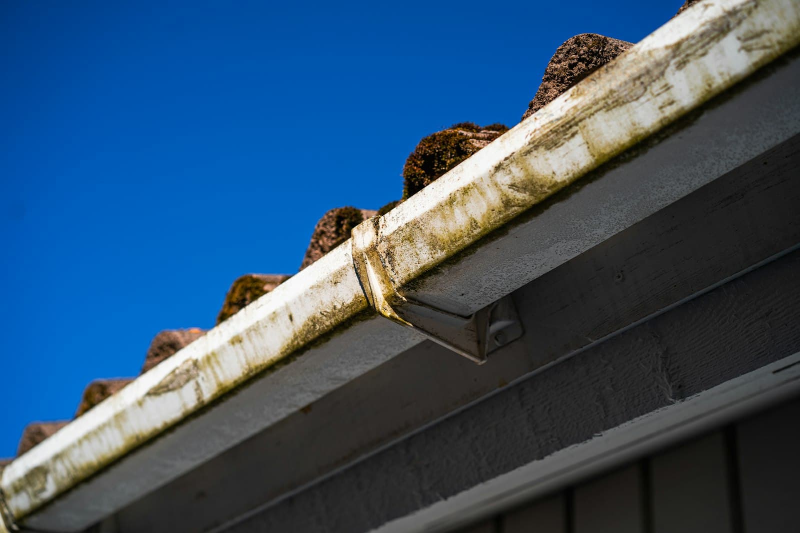 Gutter full of debris along a roofline