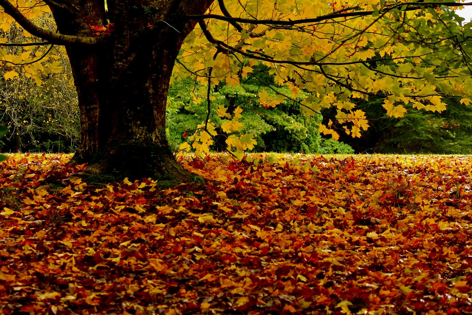 Autumn leaves covering a lawn under a large tree