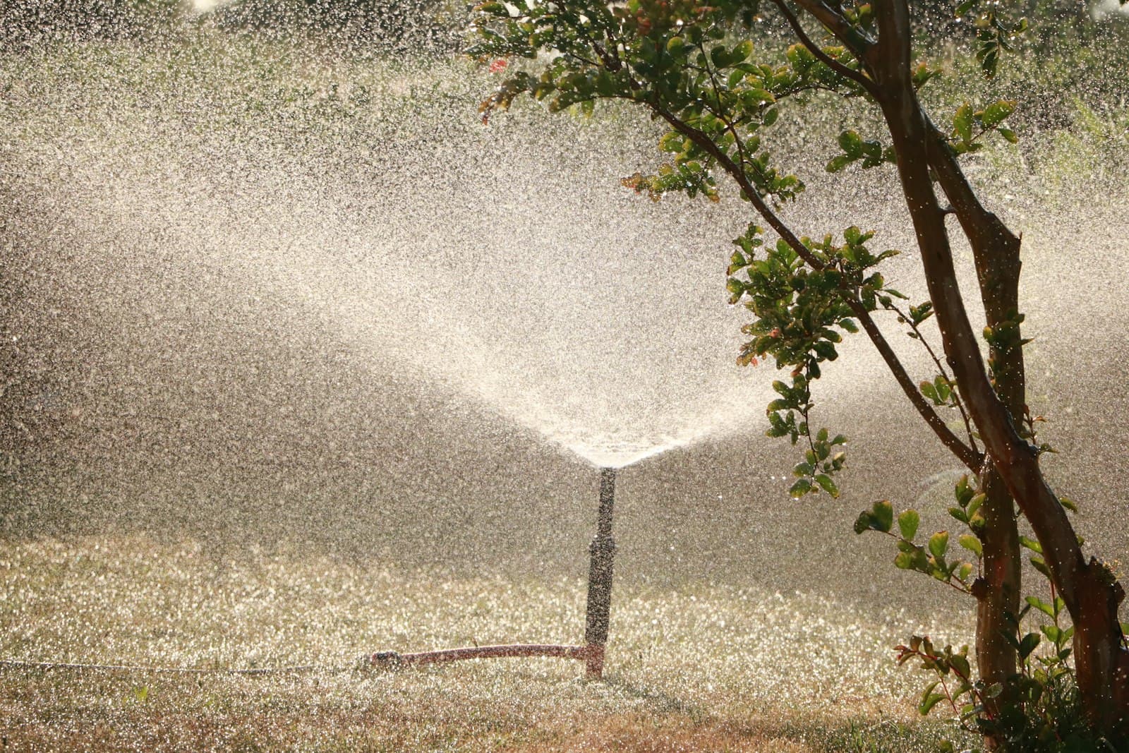 Garden sprinkler watering a lawn beside a tree